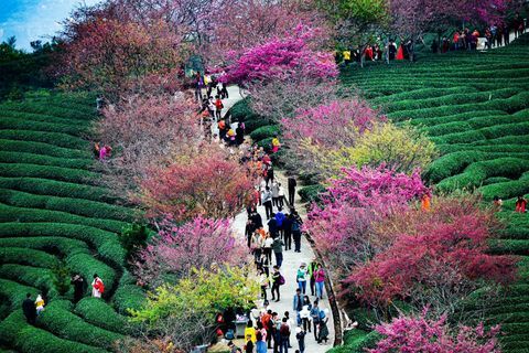 Ciliegi ad una piantagione di tè nella città di Yongfu in Longyan, provincia cinese del Fujian