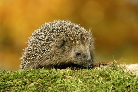 riccio erinaceus europaeus all'aperto, da vicino