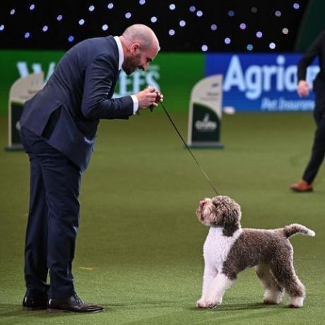 crufts best in show vincitore 2023