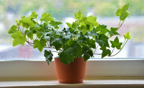 Chiuda su dell'edera in vaso da fiori marrone contro la finestra, la Nuova Inghilterra, USA