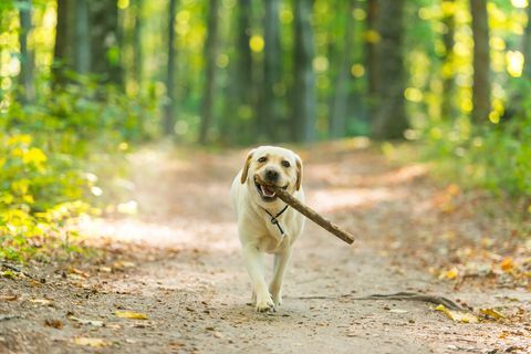 labrador giallo con bastone nella foresta