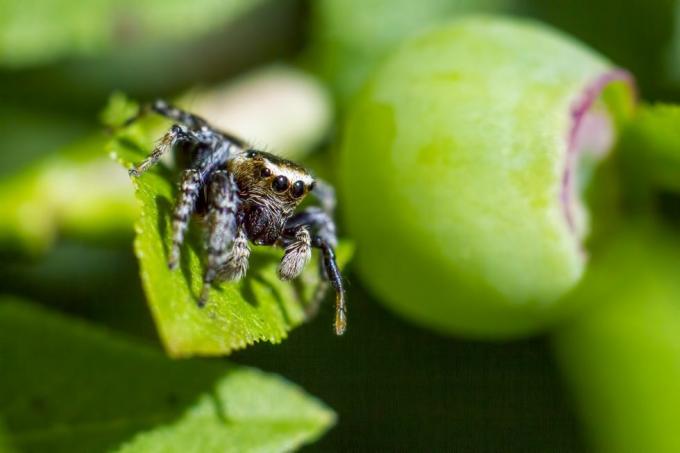 Ritratto di un ragno saltatore (Salticus scenicus)