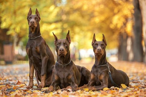 tre pincher doberman che si rilassano nel parco