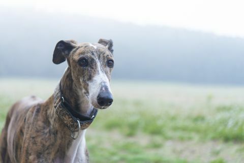 Levriero: i migliori cani per lavorare da casa