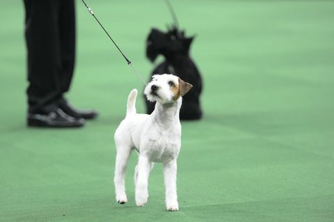 la mostra canina del westminster kennel club " la 140a mostra canina annuale del westminster kennel club" a madison square giardino nella città di New York martedì 16 febbraio 2016 nella foto parson russell terrier foto di brad barketusa Rete