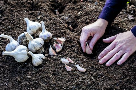 Come coltivare l'aglio