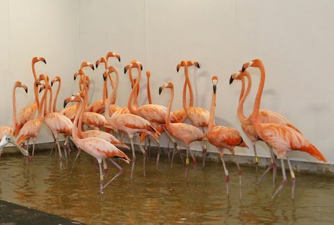 Allo zoo di Miami, i fenicotteri sono stati spostati in un recinto temporaneo, così come i ghepardi e altri uccelli allo zoo.