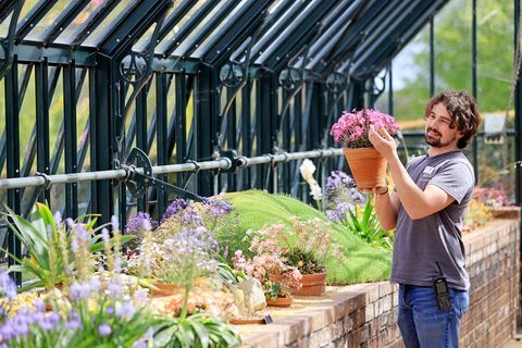 l'orticoltore tom king si occupa delle collezioni alpine nella casa espositiva alpina al rhs garden wisley nel Surrey questa mattina, che riaprirà le sue porte al pubblico lunedì 17 maggio