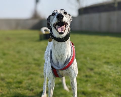 bandit il cane da salvataggio lurcher di otto anni