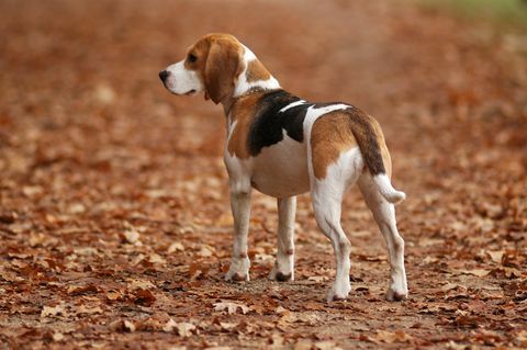 cane beagle in natura