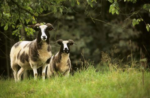 Pecore Jacob nella tenuta di Brockhampton - National Trust Paul Harris