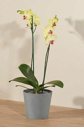 Orchidea della fortuna