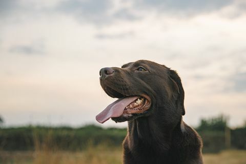 colpo di profilo di un labrador di cioccolato felice al tramonto