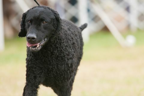 cane da riporto dal pelo riccio