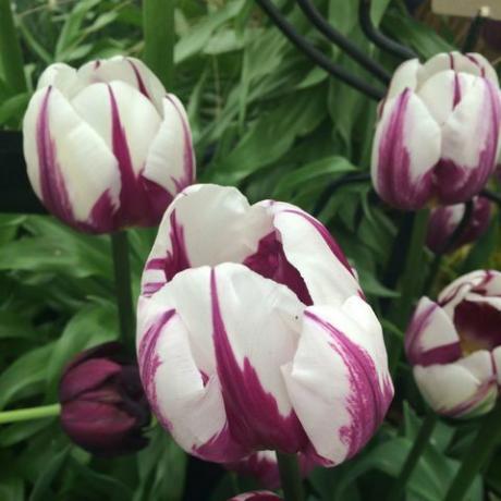 tulipano viola e bianco