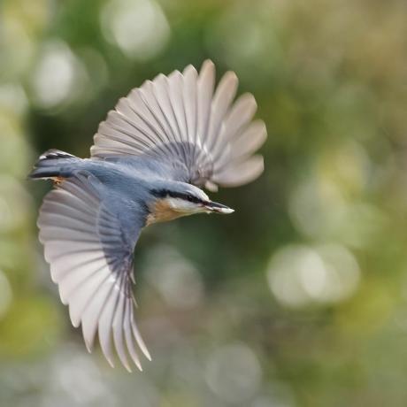 fotografia di uccelli fauna selvatica del giardino