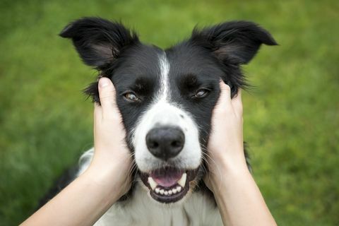 Testa della tenuta della ragazza di bello cane di border collie