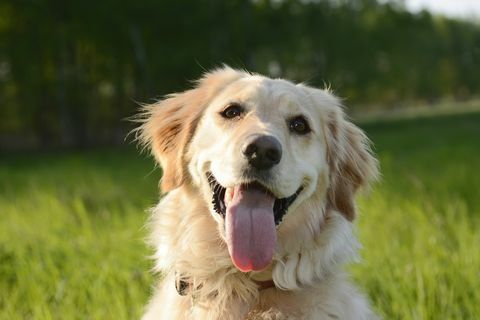 ritratto di golden retriever