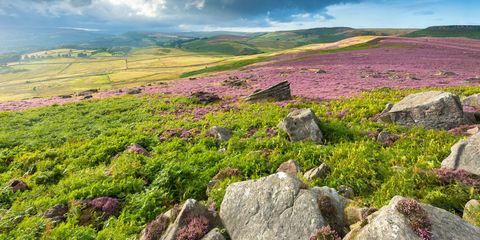 Brughiera dai colori viola.