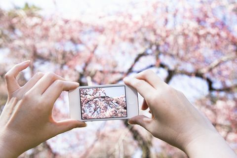 Donna che prende foto dei fiori di ciliegia con il telefono cellulare