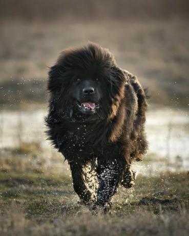 un felice cane di terranova corre fuori da una pozzanghera il cagnolino è bagnato, gocce d'acqua cadono dal pelo foto all'aperto