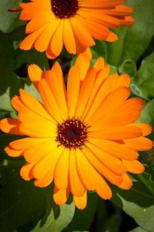 calendula comune