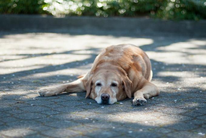 cane sdraiato all'ombra