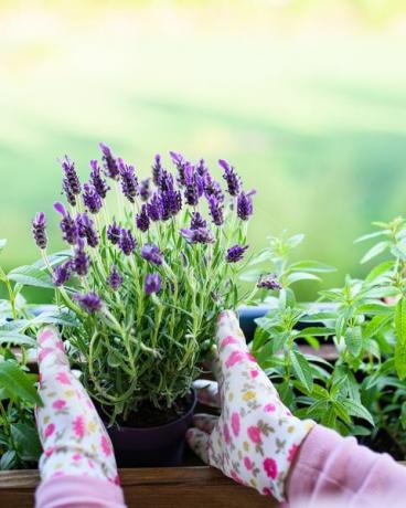 giardinaggio sul balcone