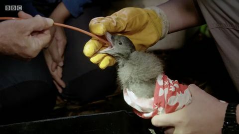 Il pulcino dell'uccello su BBC One's Drowning in Plastic documentary lascia gli spettatori in lacrime