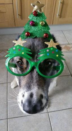 Foto di cani di Natale festivo