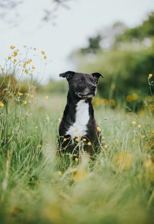 Ritratto di staffordshire bull terrier