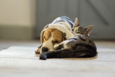 cane beagle e gatto moggie che si coccolano