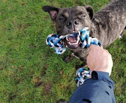 il cane più solitario ha bisogno di una nuova casa