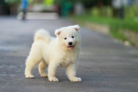 cucciolo di samoiedo