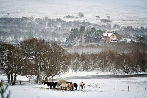 cavallo di neve Scozia