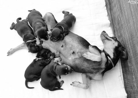 La cagnolina incinta che ha scosso il suo servizio fotografico di maternità aveva i suoi cuccioli