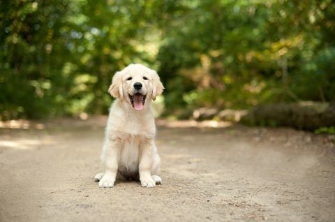 cucciolo di labrador seduto su un sentiero nel bosco