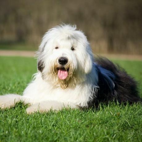 vecchio cane da pastore inglese