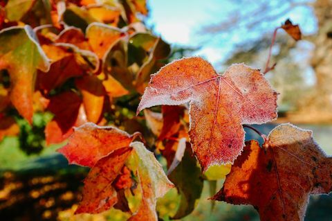 Foglie gelide nel giardino in autunno