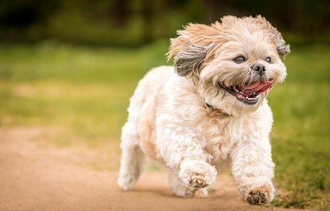 Ritratto del primo piano di funzionamento di Shih Tzu