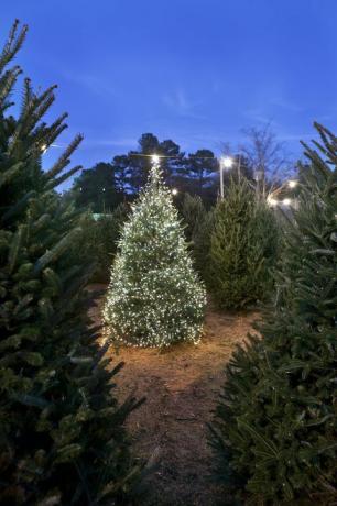 bug di fattoria dell'albero di Natale