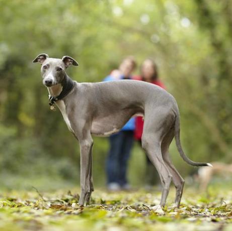 ritratto di whippet e dei suoi proprietari nei boschi