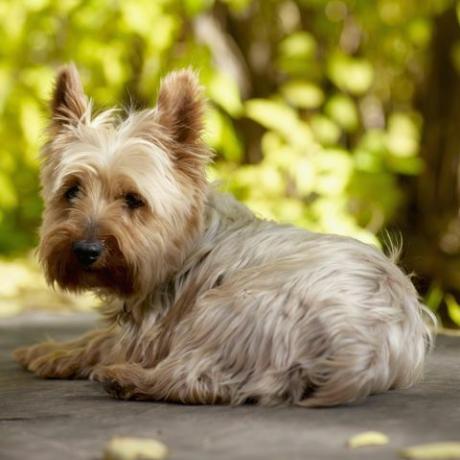 cane yorkshire terrier sdraiato