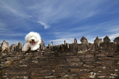 Cane su un muro