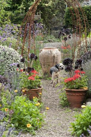 giardino di piante in vaso