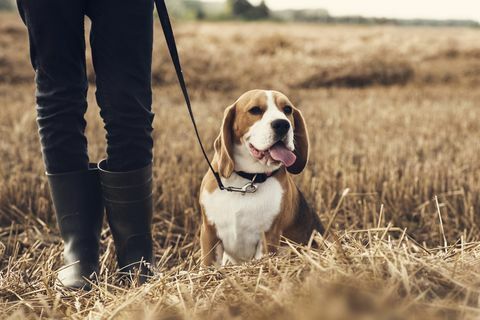 ragazzo adolescente e il suo cane che camminano nel campo