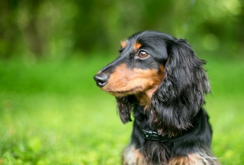 profilo di un cane bassotto a pelo lungo nero e rosso all'aperto