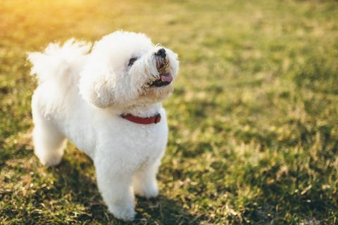 simpatico cagnolino Bichon Frise