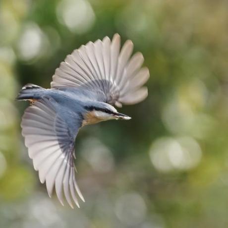 fotografia di uccelli giardino della fauna selvatica