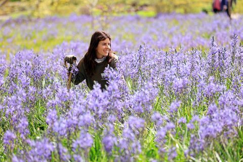 l'orticoltore alessandra sana nella foto tra le camassias al rhs garden wisley oggi 11 maggio 2021